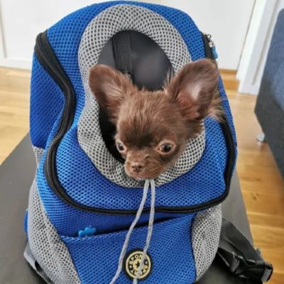 Sac pour transporter chien - RandoDog™