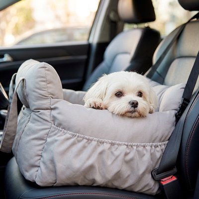 Siege auto pour chien caniche en sécurité