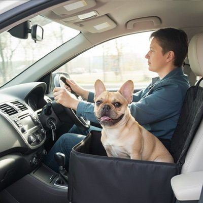 Siege auto pour chien de face