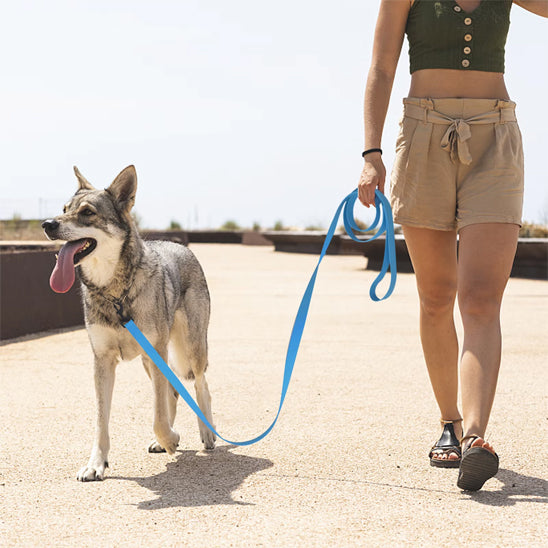 une-laisse-pour-chien-bleu