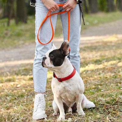 une-laisse-pour-chien-en-foret