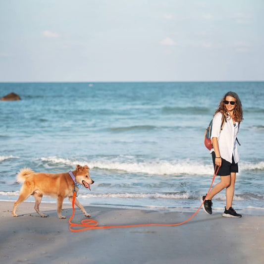 une-laisse-pour-chien-natation